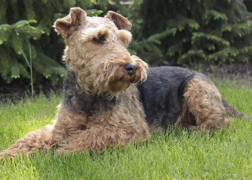 #89. Welsh terrier